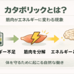 カタボリックとは「筋肉が減る現象」のことをイメージできる画像