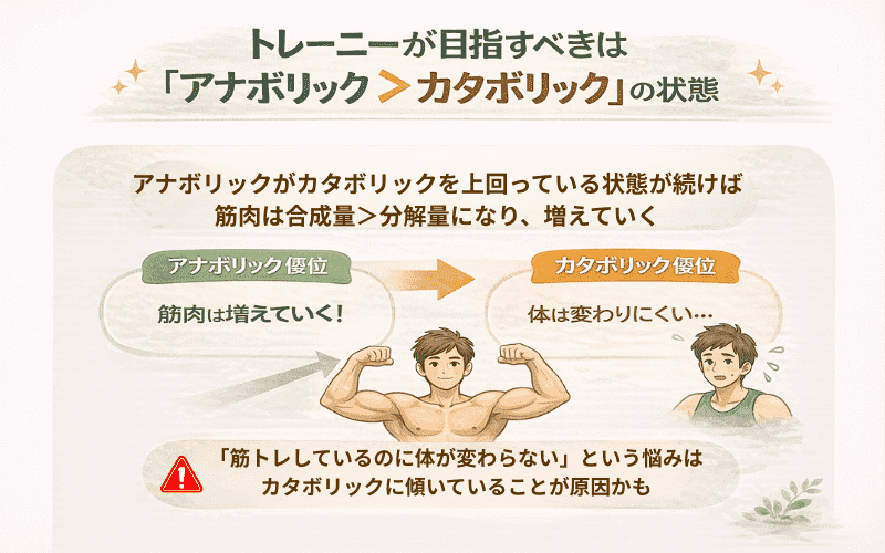 トレーニーが目指すべきは「アナボリック＞カタボリック」の状態をイメージできる画像