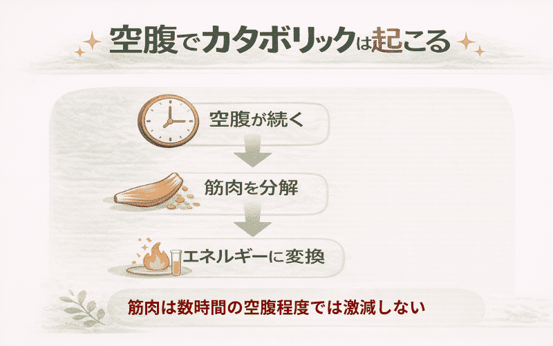 空腹でカタボリックが進むのは嘘ではないをイメージできる画像