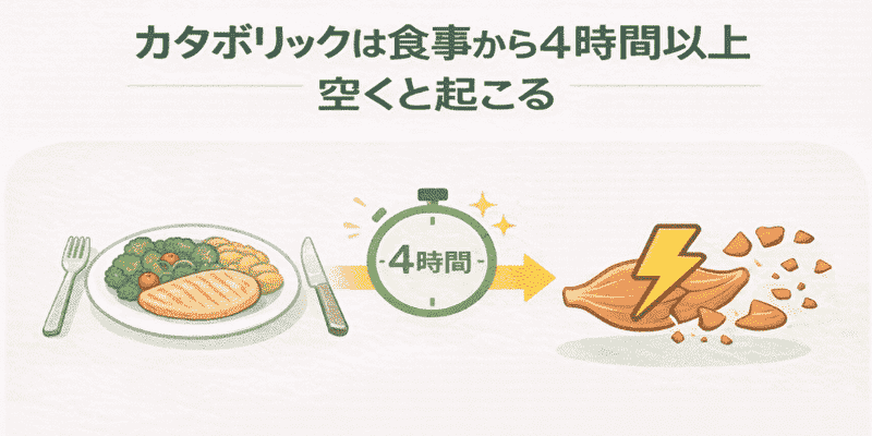 カタボリックは食事から4時間以上空くと起こるをイメージできる画像